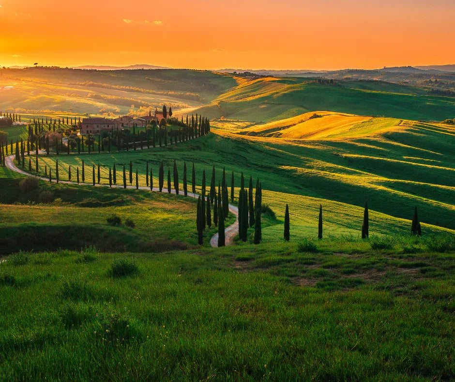 Vini Toscani di Eccellenza